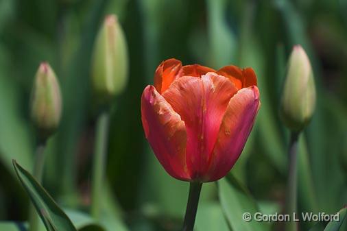Lone Red Tulip_48080.jpg - Photographed in Ottawa, Ontario - the Capital of Canada.